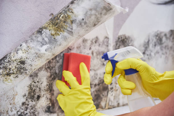 Professional Mold Removal in Murrysville, PA